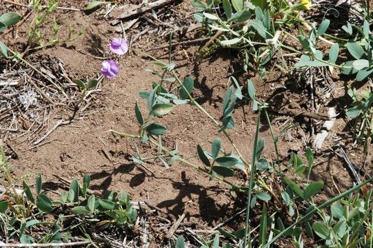 Image of Nevada pea