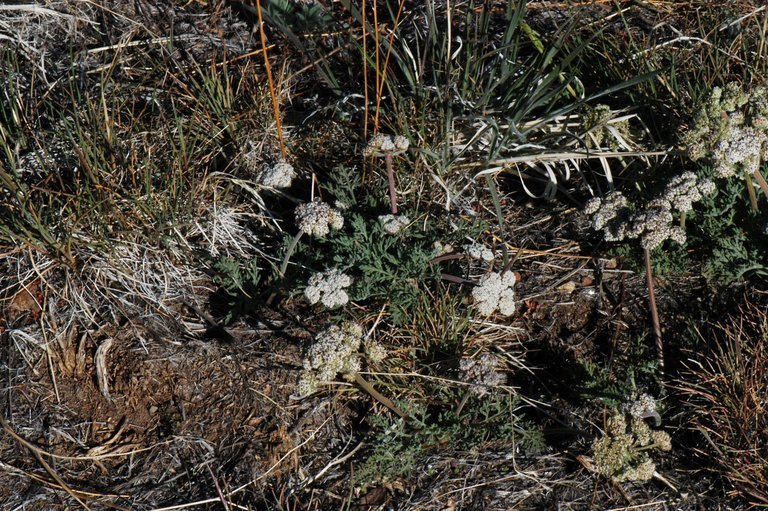 Imagem de Lomatium nevadense (S. Wats.) Coult. & Rose