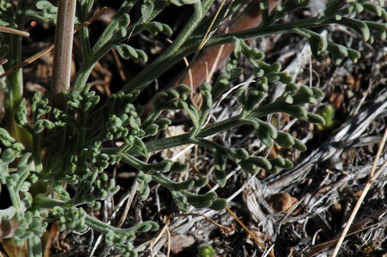 Imagem de Lomatium nevadense (S. Wats.) Coult. & Rose