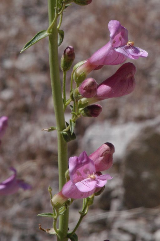 Image of Wassuk Range beardtongue