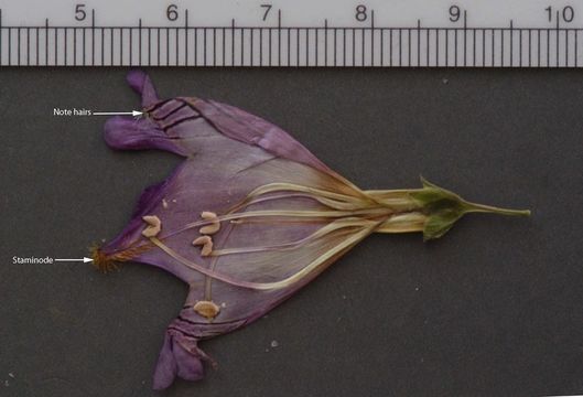 Image of Wassuk Range beardtongue