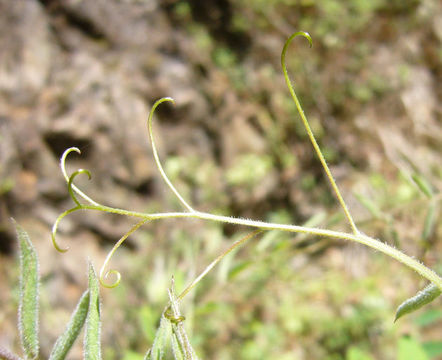 Image of Pacific pea