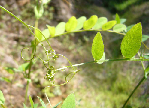 Lathyrus vestitus Torr. & A. Gray resmi