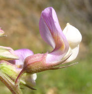 Lathyrus vestitus Torr. & A. Gray resmi