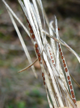 Слика од Turritis glabra L.