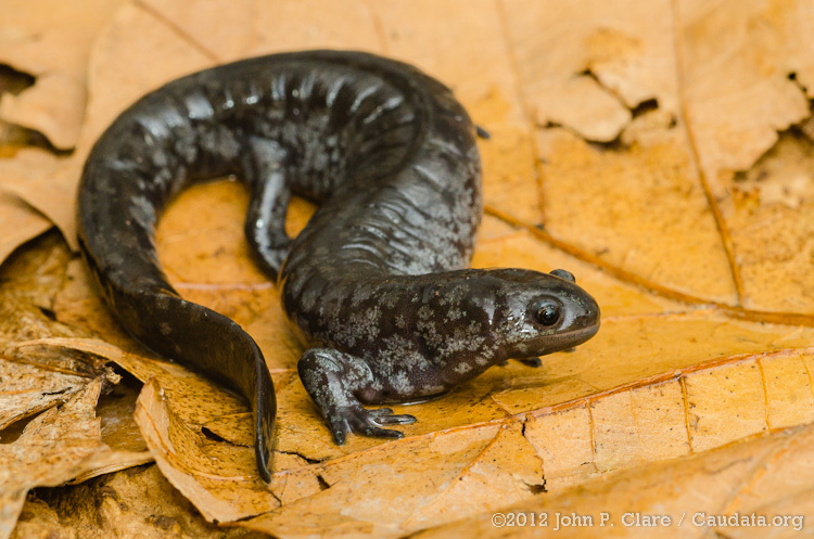 Image of Smallmouth Salamander