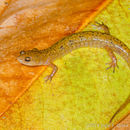 Image of Junaluska Salamander