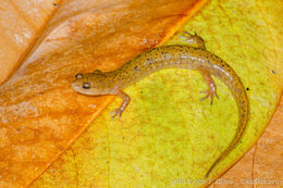 Image of Junaluska Salamander