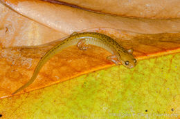 Image of Junaluska Salamander