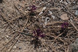 Слика од Allium falcifolium Hook. & Arn.