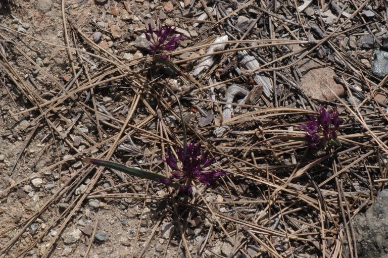 Слика од Allium falcifolium Hook. & Arn.