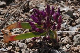 Слика од Allium falcifolium Hook. & Arn.