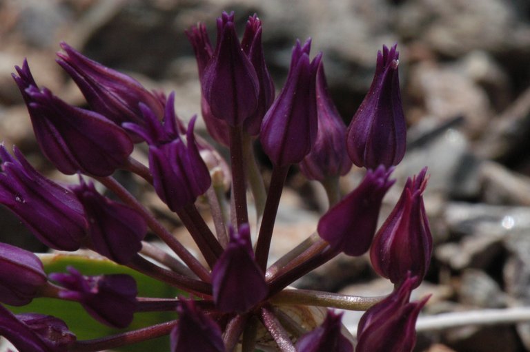 Слика од Allium falcifolium Hook. & Arn.