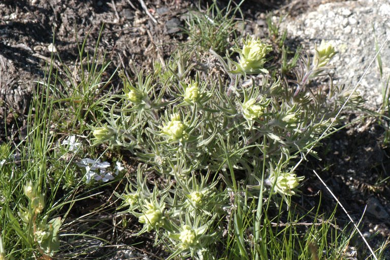 Image of cobwebby Indian paintbrush