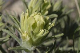 Image of cobwebby Indian paintbrush