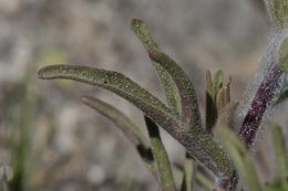 Image of cobwebby Indian paintbrush