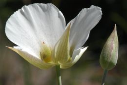 Image of Howell's mariposa lily