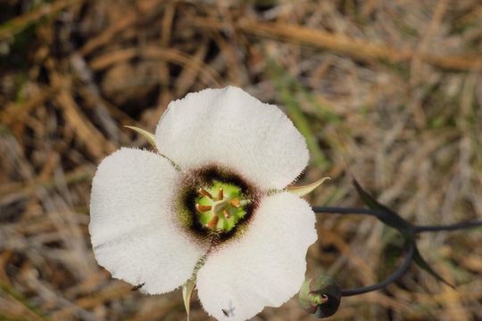 Image of Howell's mariposa lily