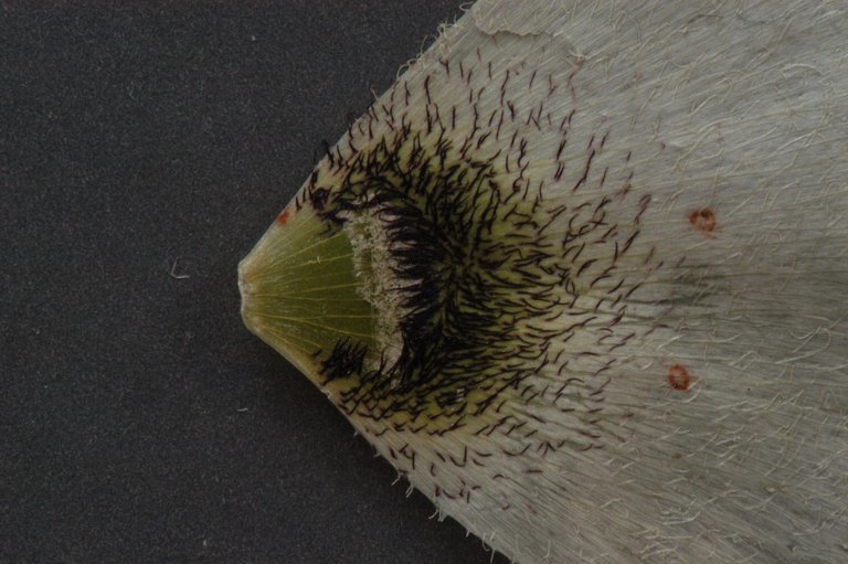 Image of Howell's mariposa lily