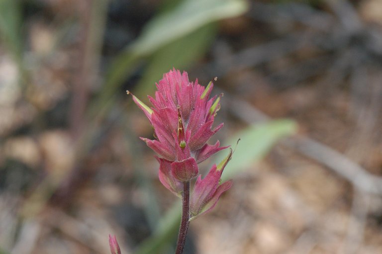 Image of Siskiyou Indian paintbrush