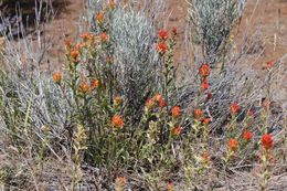 Image of frosted Indian paintbrush