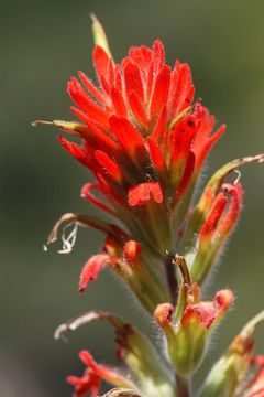 Слика од Castilleja pruinosa Fern.