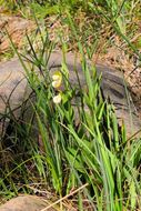 Imagem de Cypripedium californicum A. Gray