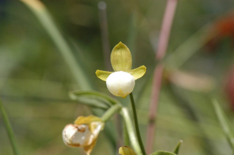 Imagem de Cypripedium californicum A. Gray