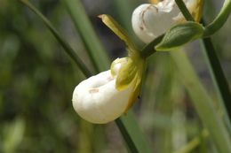 Imagem de Cypripedium californicum A. Gray