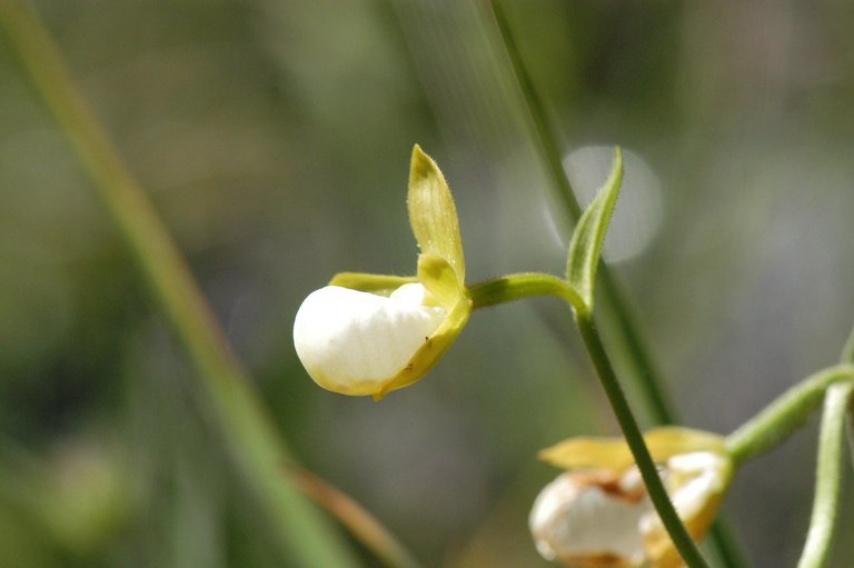 Image de Cypripedium californicum A. Gray