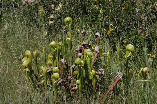 Image of California pitcherplant