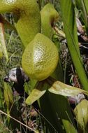 Image of California pitcherplant