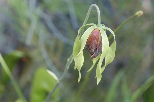 Image of California pitcherplant