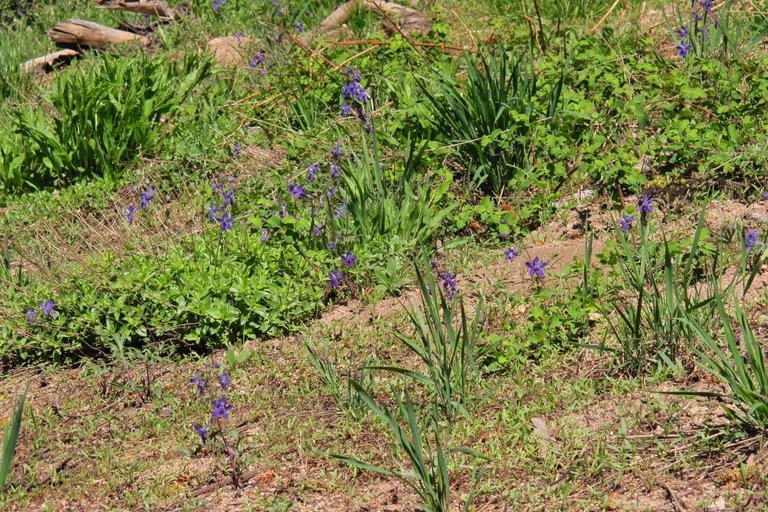 Image of twolobe larkspur