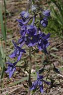 Image of twolobe larkspur