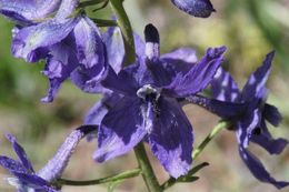 Image of twolobe larkspur