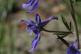 Image of twolobe larkspur