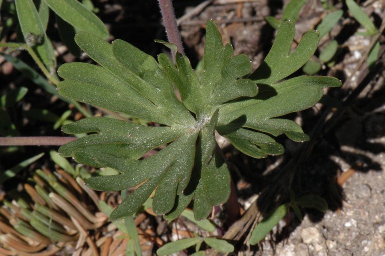 Image of twolobe larkspur