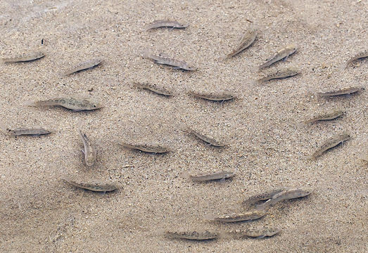 Image of Cottonball Marsh Pupfish