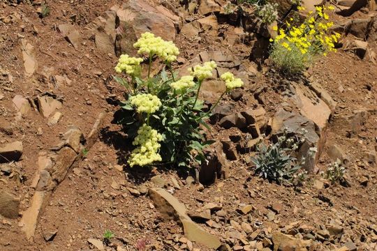 Image of arrowleaf buckwheat