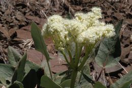 Image of arrowleaf buckwheat