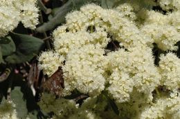 Image of arrowleaf buckwheat