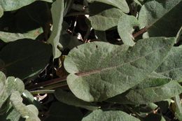 Image of arrowleaf buckwheat