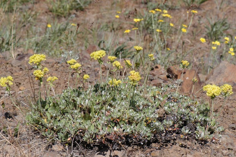 Image of sulphur-flower buckwheat