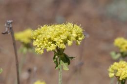 Image of sulphur-flower buckwheat