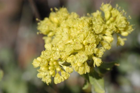 Image of sulphur-flower buckwheat