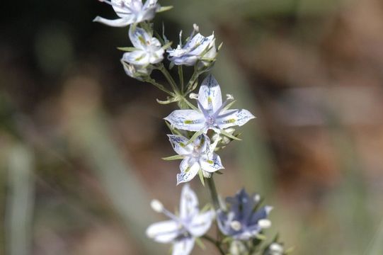 Image of whitestem frasera