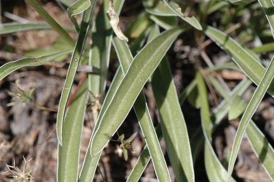 Image of whitestem frasera