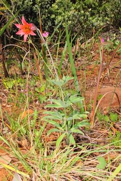 Image de Lilium bolanderi S. Watson