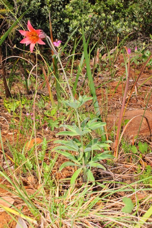 Image of Bolander's lily